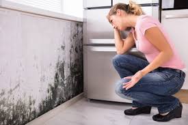 Environmental Consulting for Mold Prevention in Hercules, CA